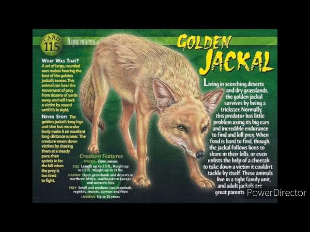 golden jackal sound effects