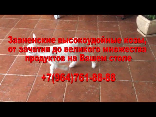 Зааненские высокоудойные козы, от зачатия до великого множества продуктов на Вашем столе