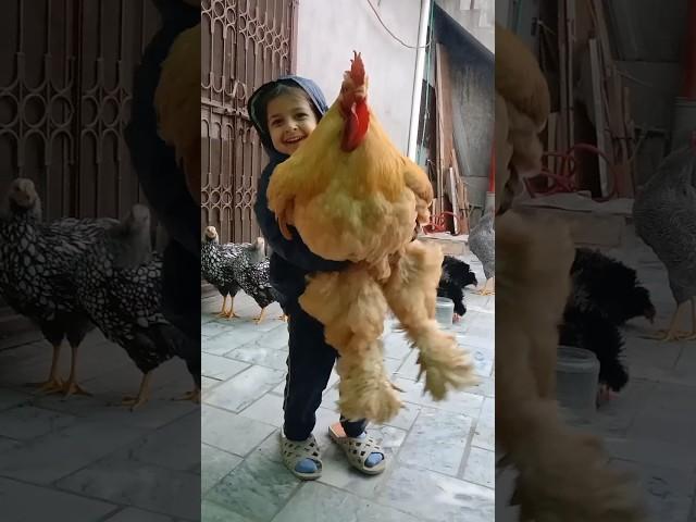 World's Biggest Chicken   #chicken #birds #rooster