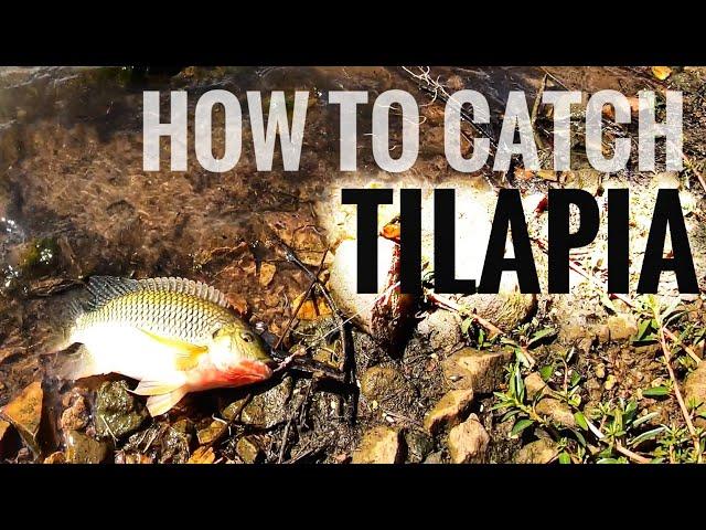 How to Catch Tilapia (Bream/Kurper)