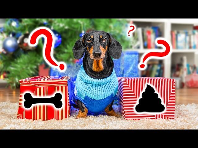 Who's My Secret Santa? Cute & Funny Dachshund Dog Video!