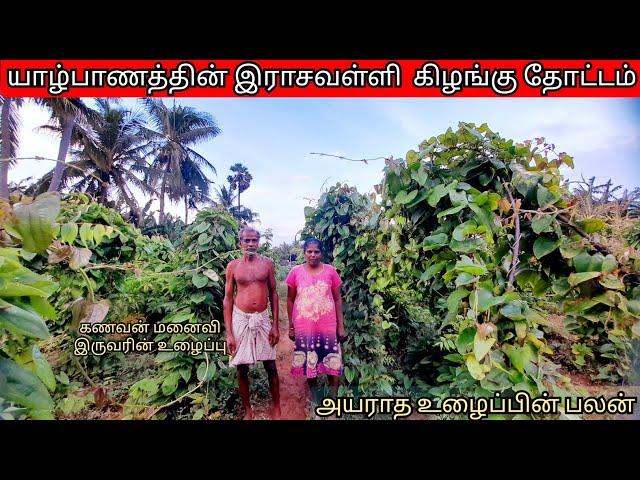 யாழ்பாணத்தின் இராசவள்ளி கிழங்கு தோட்டம்/purple yam garden in jaffna/srilankan boy