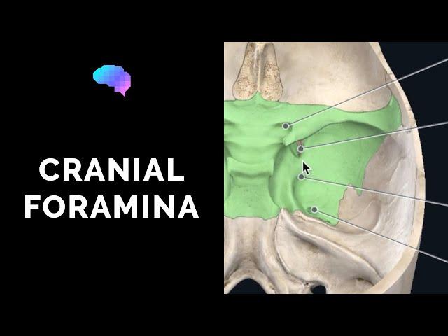 Foramen of the Skull & Cranial Nerves (3D Anatomy Tutorial) | UKMLA | CPSA | PLAB 2