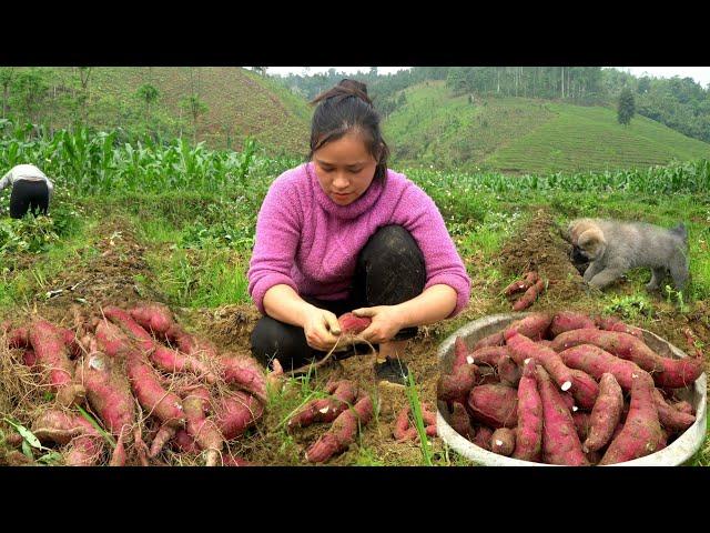 Harvesting Sweet Potato Garden goes to the market sell | Lý Thị Ca