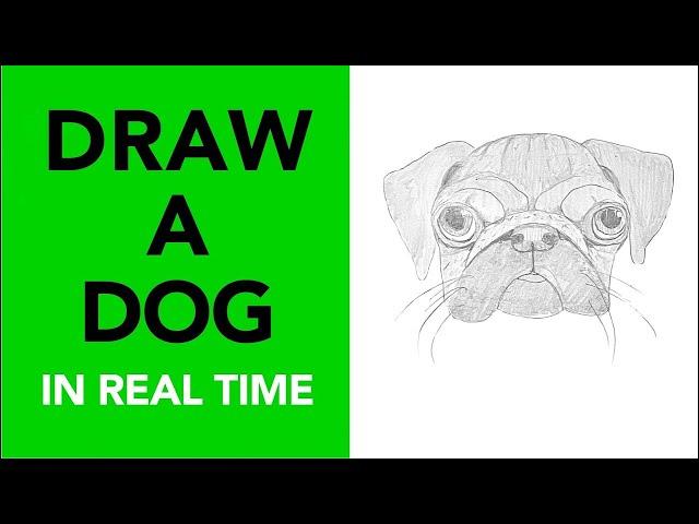 Draw a realistic dog in minutes!  Follow along in real time | Drawing Tutorial #art #dog