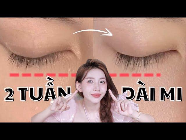 2 TUẦN DÀI MI VỚI ROUTINE DƯỠNG MI SIÊU ĐƠN GIẢN VÀ HIỆU QUẢ ! Mai Trinh Hồ