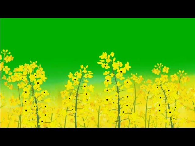 Flowers blooming green screen effects HD Free Footage || flower plants chroma key hd video
