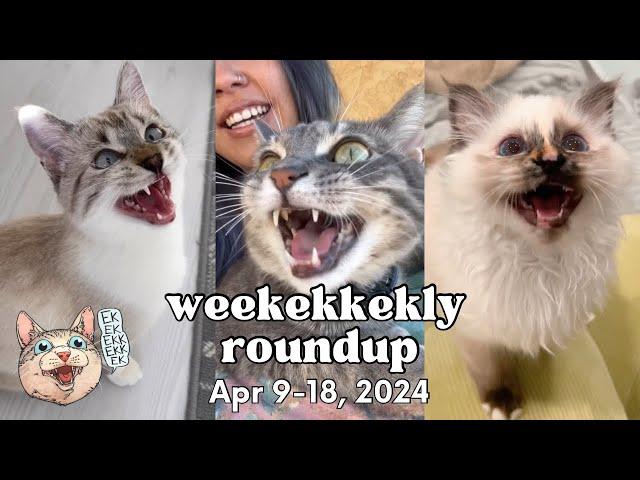 ekekekkekkek compilation - Cat Chirps, Chitters & Clicks (Weekly Roundup: Apr 9-18, 2024)