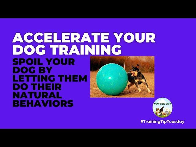 Accelerate Your Dog Training