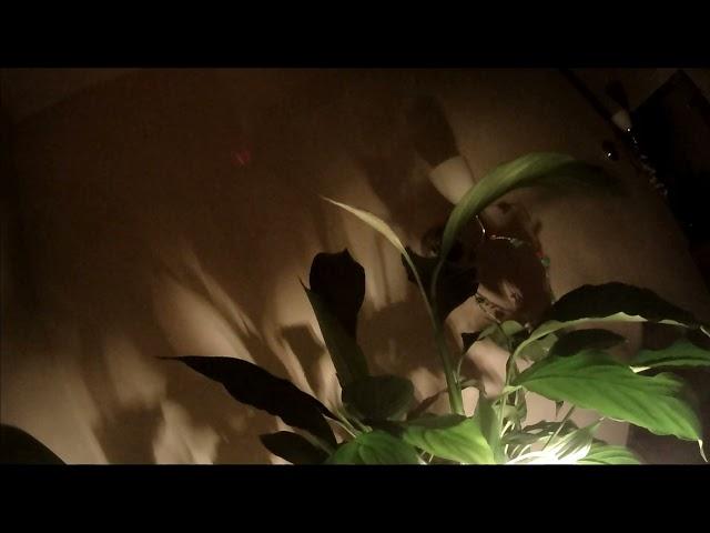 Timelapse : A peace lily flower growing and opening over 20 days