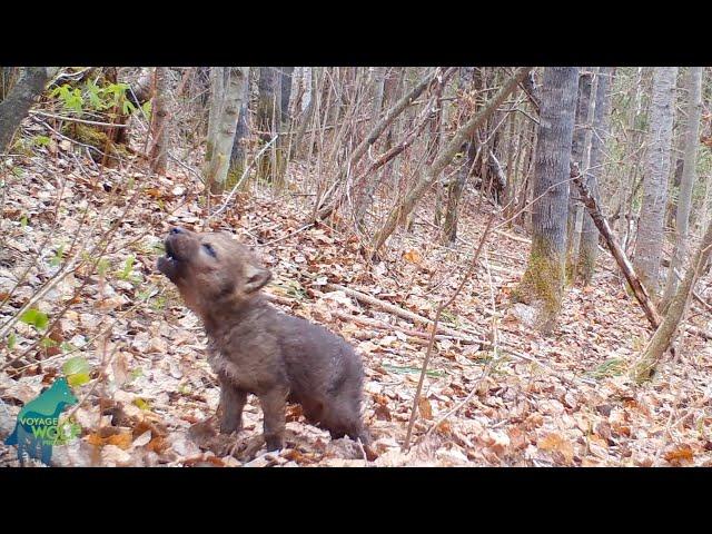 Small wolf pup's first howls