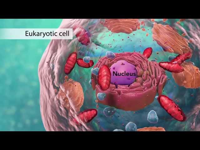 Biology: Cell Structure I Nucleus Medical Media