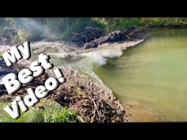 BEST BEAVER DAM REMOVAL EVER!