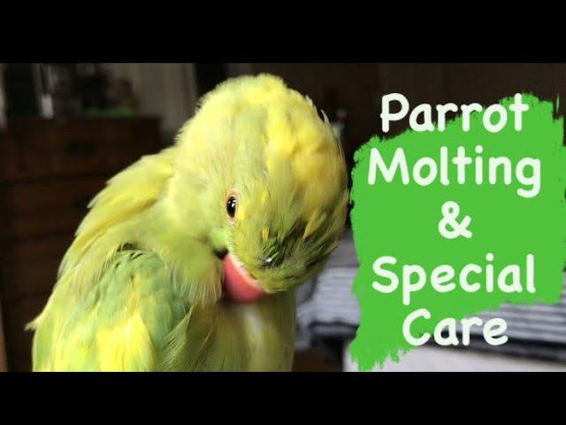 Parrot Molting Season and How to Care for your Bird during a Molt | What is Molting?