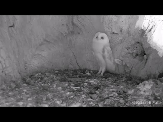 This Barn Owl Baby Just Heard Thunder for the First Time