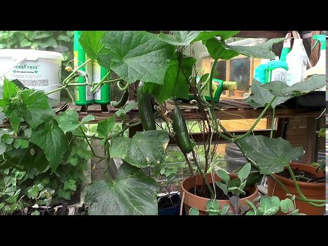 Growing Cucumbers in a greenhouse