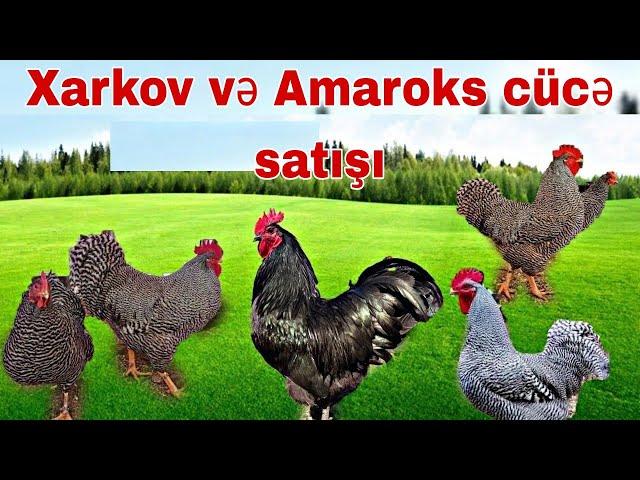 Xarkov və Amaroks cücə satışı 0557905410  - 0506751756