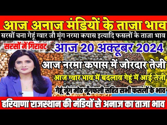 अनाज मंडी भाव| 20/10/2024 नरमा कपास में जोरदार तेजी| सरसों हुआ मंदा| ग्वार में बदलाव| गेहूं में तेजी