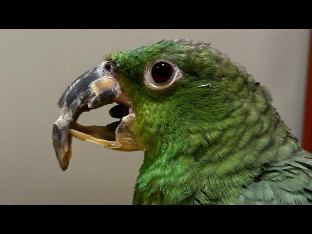 Paco the Parrot Beak Correction (Original Full Video)