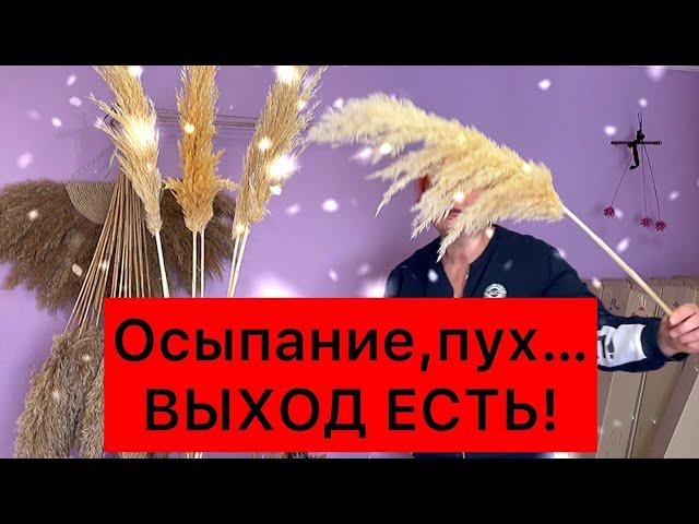 Осыпается Тростник Пампасная трава Кортадерия летит пух как ухаживать за сухоцветом сыпется камыш