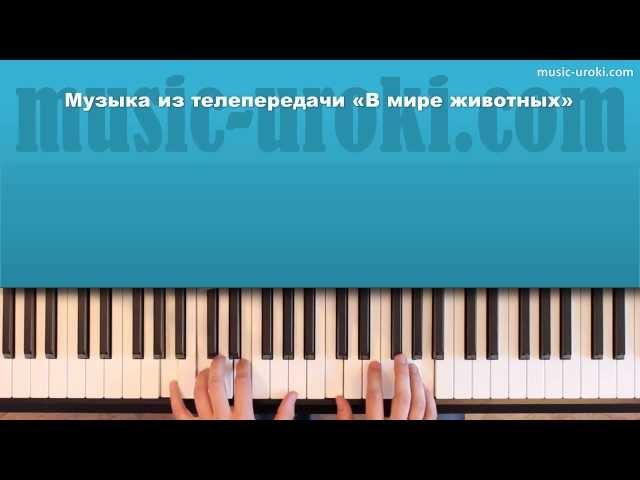 Музыка из телепередачи "В мире животных". Как играть на пианино.