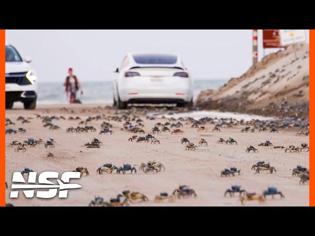 Crabs Take Over Starbase | SpaceX Boca Chica