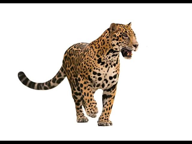 Jaguar sound effect