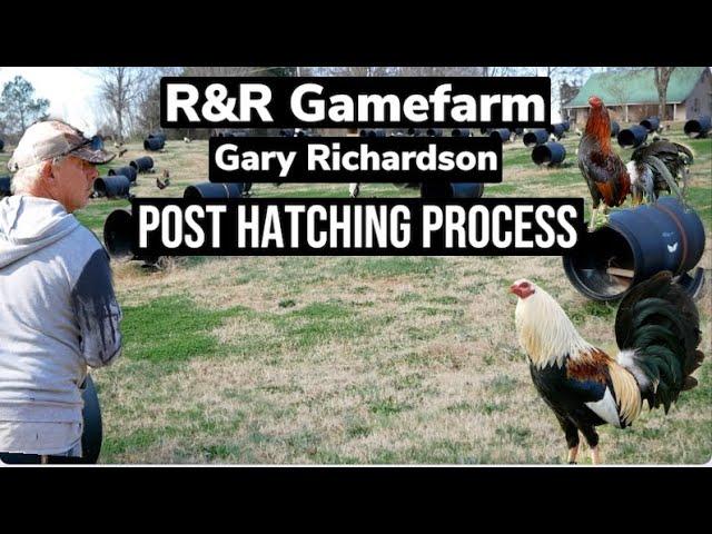 Gary Richardsons process after hatching chicks.