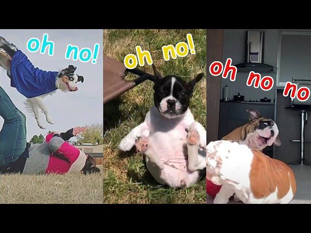 oh no oh no oh no no no song Compilation But With Pets