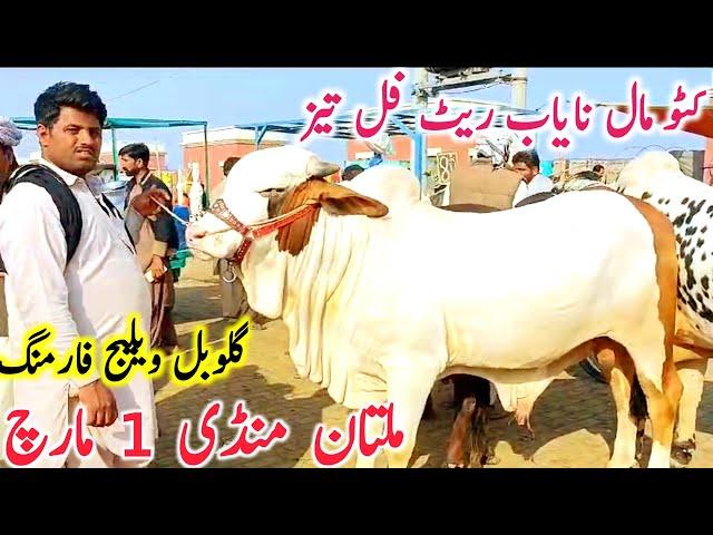 Today Multan Cow Mandi Fresh Video | Multan Mandi Aj Ki Video || Global Village Farming