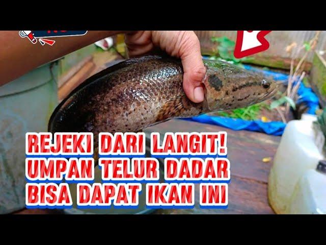 Di luar Nalar, Dapat Ikan Predator dengan perangkap ini #predator #ikan