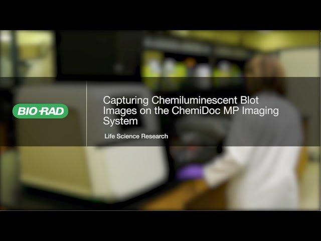 How to Use the New ChemiDoc MP for Chemiluminescent Western Blot Imaging