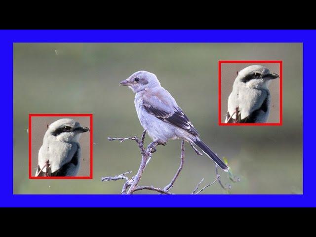 Northern Shrike Singing! Northern Shrike Calling! Sound! - Alcaudón Boreal Canto - Lanius Borealis