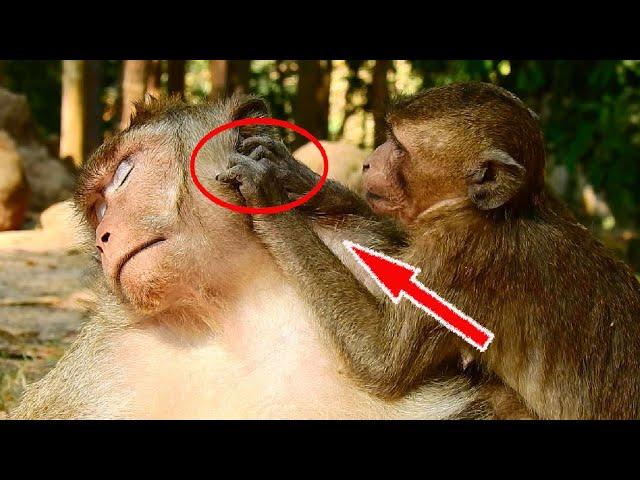 Greatest Big King Mak Monkey Got Best Grooming From Adorable Young Monkey