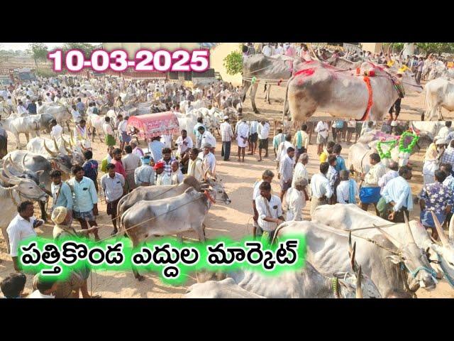 పత్తికొండ సోమవారం ఎద్దుల సంతలో రేట్లు//Pattikonda Monday bull's Market-letest video-Oxe's 2025