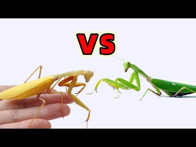 Golden Mantis vs green Mantis