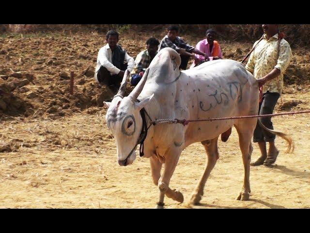 Powerful race bull maada in Tergaon race