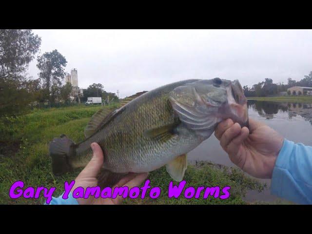 HUGE BASS on Gary Yamamoto Senko Worm