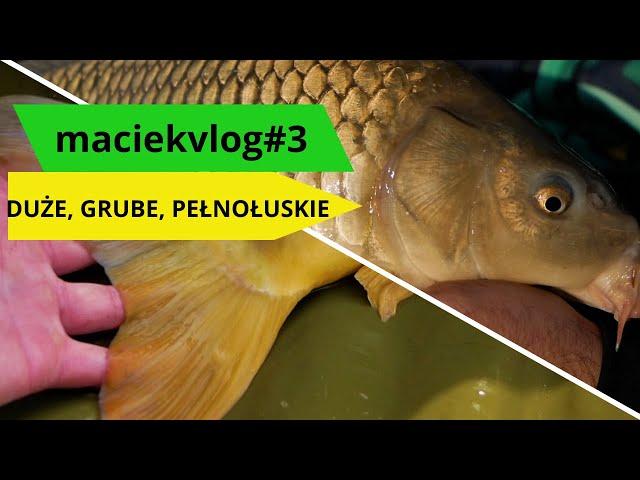 maciekvlog#3 DUŻE GRUBE PEŁNOŁUSKIE