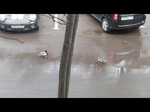 Утки во дворе дома. Москва