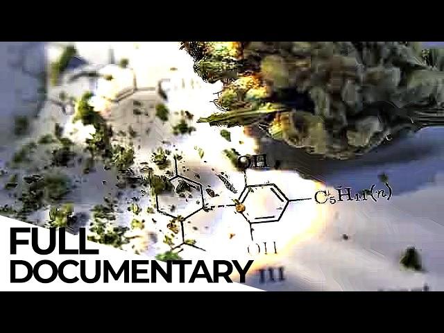 Cannabis: Stigmatized Wonder Drug | ENDEVR Documentary