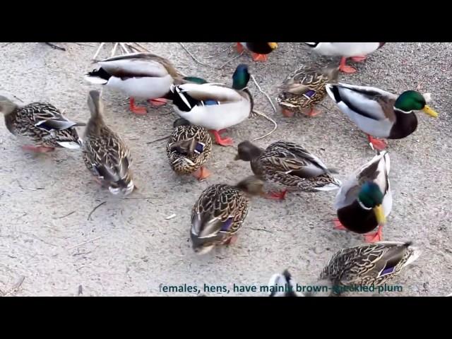 Water Birds (Ducks) Of Humber Bay - Mallard (Male & Female) . 2017 . Toronto