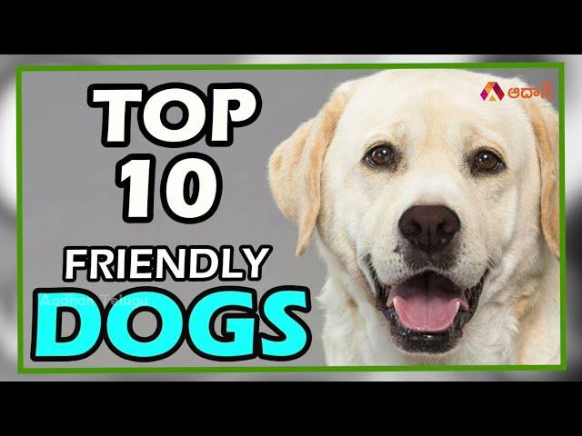 ఈజీగా మెయింటైన్ చేయ‌గ‌ల్గిన 10 పెట్ డాగ్స్ | Top 10 Family Friendly Dogs in India