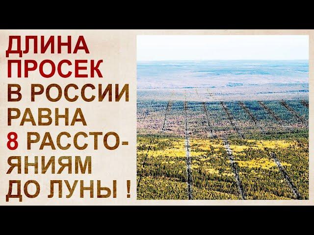 The mystery of the forests of Siberia, hiding the catastrophe of the 19th century