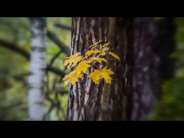 "ОТГОВОРИЛА РОЩА ЗОЛОТАЯ"... (Фото Александра Семёнова - Поёт Алексей Покровский)