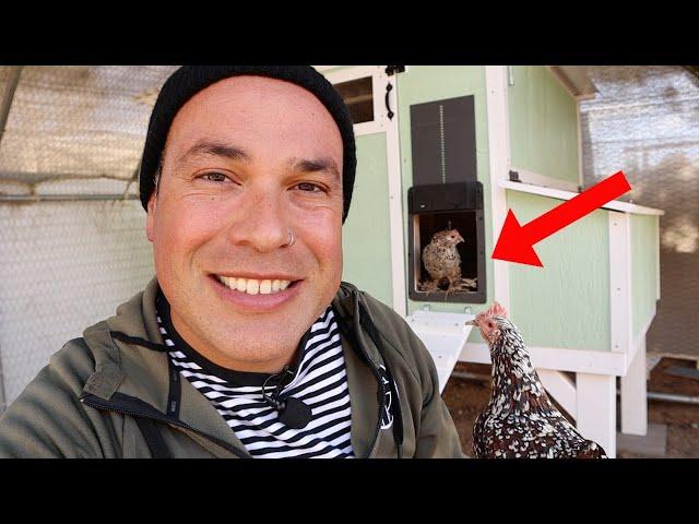 Training Chickens to a New Chicken Coop