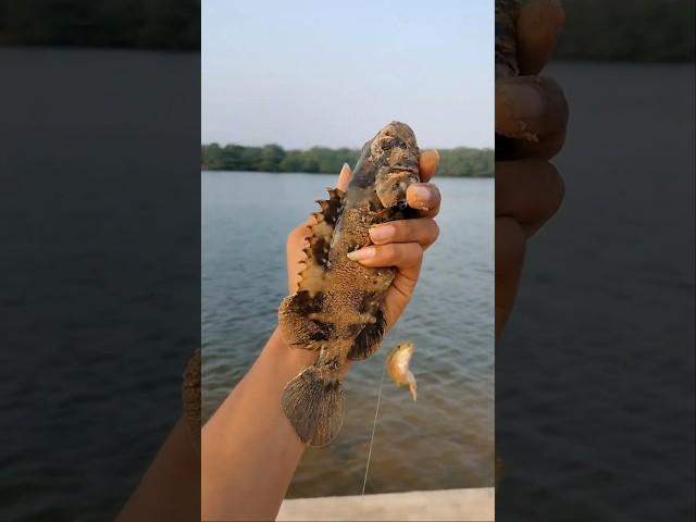 Big fish hunting on the river in Telugu.(mullet fish catching the easyway)#blogger#fishing #blogger