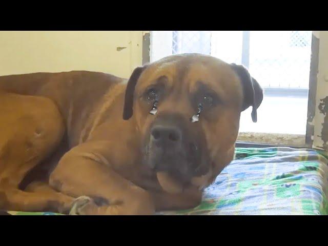 Devastated Dog Starts Crying after Realizing He's Been Abandoned at a Shelter