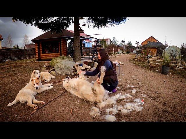 HOW MUCH WOOL IS THERE IN ONE ALABAI ? |  Combing the dogs |  Shedding Alabai |  DOGS || ALABAI |