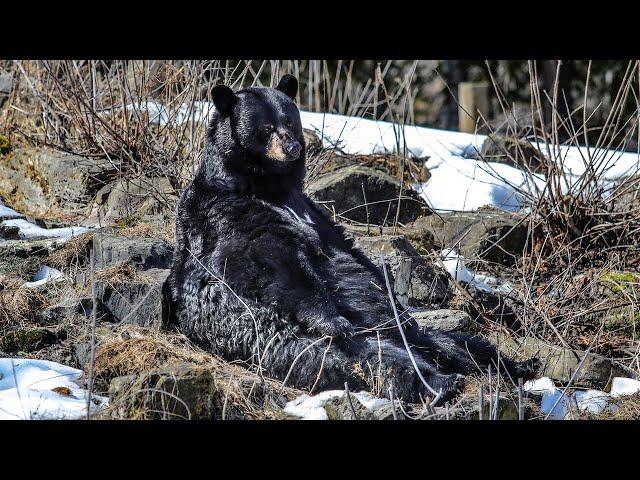 Genie, the resident black bear at the Ecomuseum, is awake and ready for spring